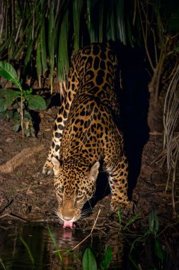 Jaguar (Panthera onca) drinking water from pond in the Pantanal clipart