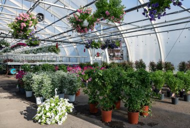 Raflarda ev bitkileri olan bir sera. Çiçek tohumu işi.