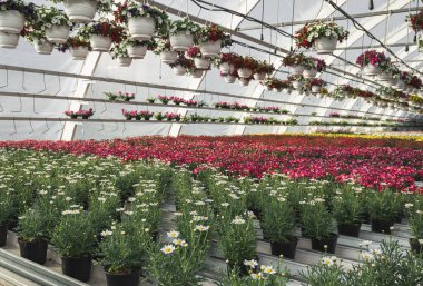 Bir serada çiçekler ve bitkiler. Çiçek tohumu işi.