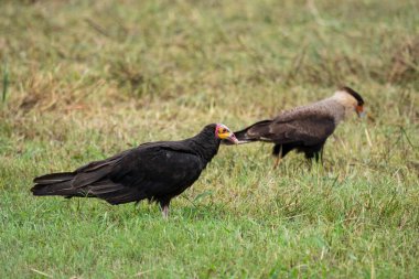 Pantanal 'da daha az sarı başlı akbaba ve ibikli karacara