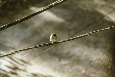 Sarı Göbekli Sinek Yakalayıcı Kuş Powerline 'da
