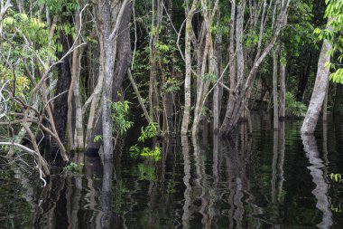 Sel basmış orman ve su yansımaları için güzel bir manzara 