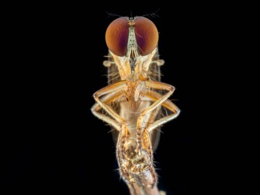 Ön küçük soyguncu avıyla uçar.