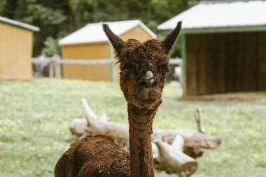 Alpaca / Lama Pacos / Camelid Memeli
