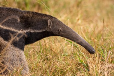 Güney Pantanal 'daki dev karıncayiyen Mato Grosso do Sul