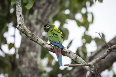 Güney Pantanal 'da sarı yakalı papağan.