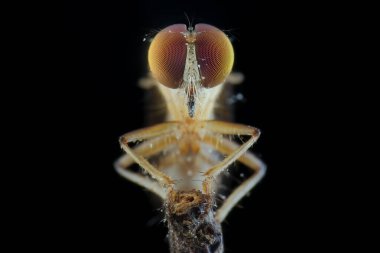 Ön küçük soyguncu avıyla uçar.