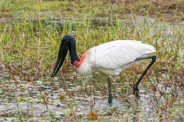 Jabiru Leyleği Güney Pantanal gölünde