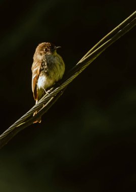Phoebe kuşu - Zorba sinekkapan - Sayornis