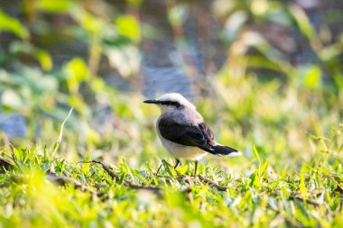 Güzel beyaz ve siyah kuş Göl kenarında Maskeli Su Zorbası