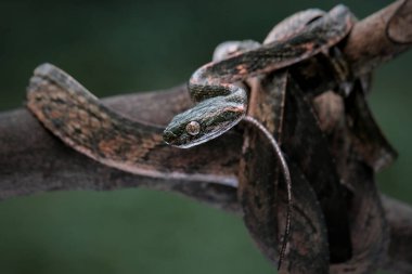 Bengkulu kedi yılanı Boiga bengkuluensis