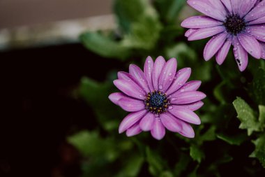 Yağmurdan sonra su damlacıkları olan mor papatya çiçekleri.