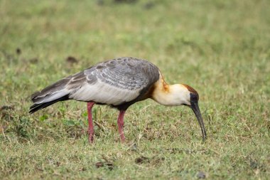 Mato Grosso do Sul 'un Güney Pantanal' ındaki kaslı boyunlu Ibis.