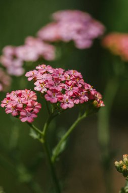 Narin Pembe Yarrow Bitkileri Bahçede