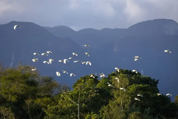 stock image Flock of cattle egrets flying over green rainforest area