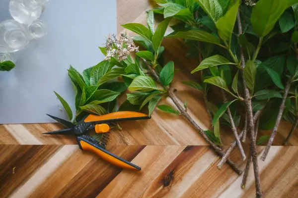 stock image Clipping and Propogating Hydrangea Shrubs