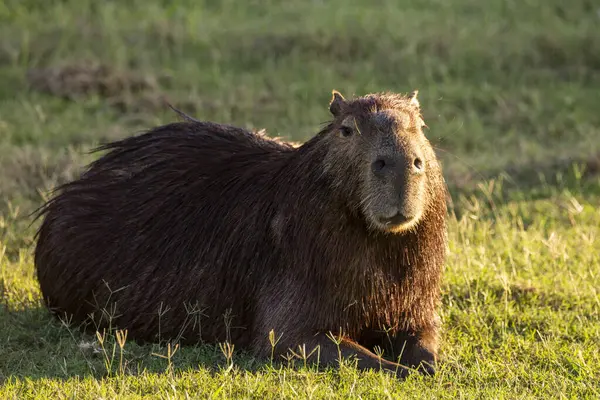 stock image Capybara laying on the ground in south Pantanal, Brazil