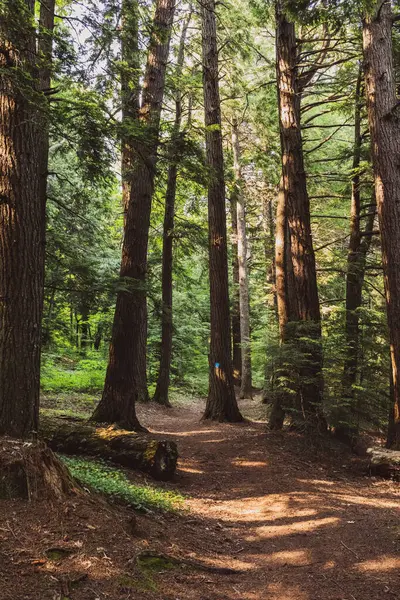 stock image Hiking path surrounded by pines in Northern Michigan