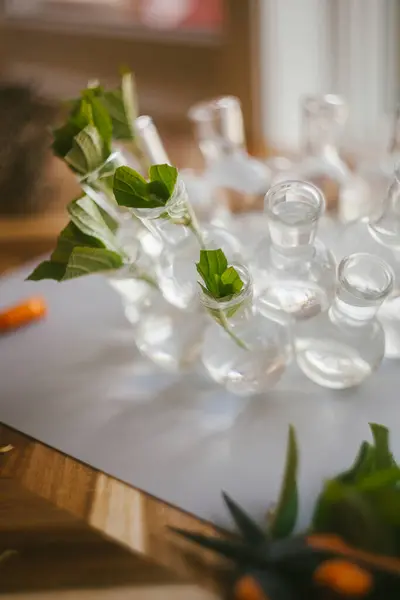 Stock image Clipping and Propogating Hydrangea Shrubs