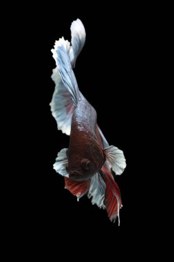 Siyah arkaplanda renkli betta balığı