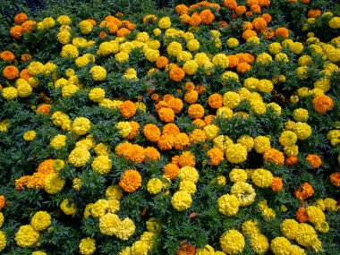 Sarı ve Turuncu renkli kadife çiçekleri tam çiçek arkaplanında