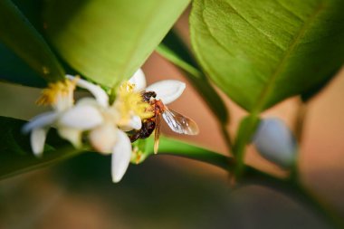 Çiçekle döllenen arılara yakın çekim