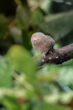 Cüce titi maymun Cebuella pigmaea