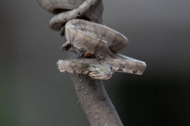 Yılan (Corallus hortulanus) bir çubuğa kıvrılmış