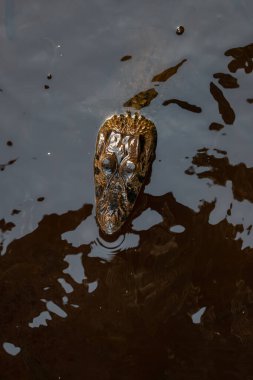 Göldeki siyah kayman.