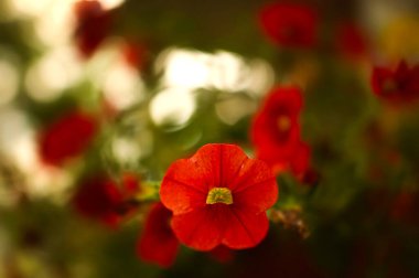 Parlak kırmızı Primula ya da sarı merkezli Primrose 'u kapat