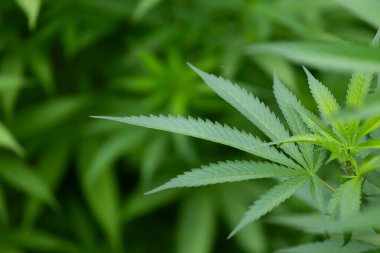 Ev bahçesinde marihuana yetişiyor.