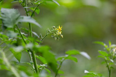 Ev bahçesinde sarmaşıkta çiçek açan domates