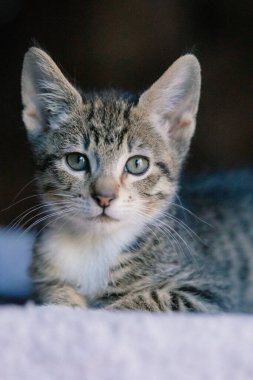 Gri Tekir Kedicik Sakin İfadeli Modern Portre