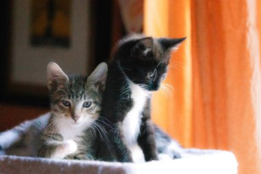 Birbirine yaslanmış iki kedi yavrusu Sevimli, sakin ve sessiz görünüyor.