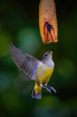 closeup of Orange-bellied flowerpecker on blurry background clipart