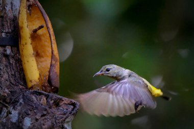 closeup of Orange-bellied flowerpecker on blurry background clipart