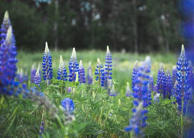 tarlada mor lupinler