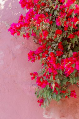 Bougainvillea Pembe sıva duvarında büyüyor