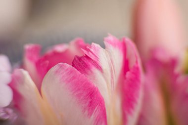 Pembe ve beyaz lalenin sınırı