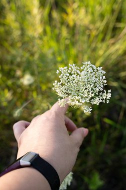Güneş ışığında yeşil bir tarlada narin beyaz bir çiçeğe dokunuyorum.