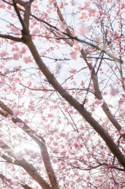 Çiçek açmış kiraz ağaçlarının arasından süzülen güneş ışığı.