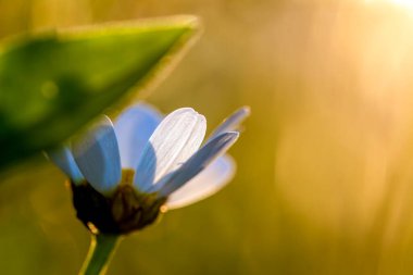 Papatya çayı, batan güneşin ışınlarında, günbatımında çiçek.