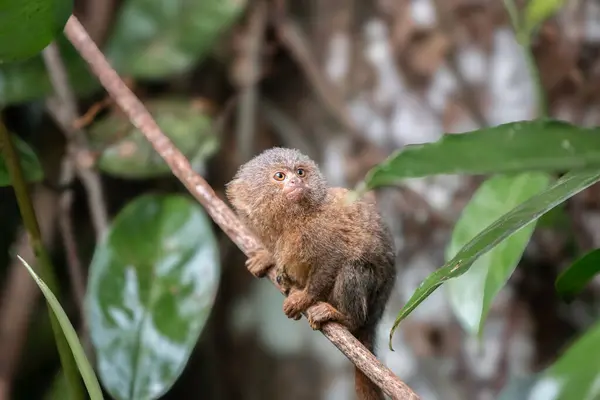 stock image Pygmy titi monkey Cebuella pygmaea