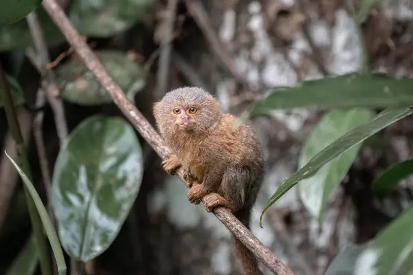 stock image Pygmy titi monkey Cebuella pygmaea