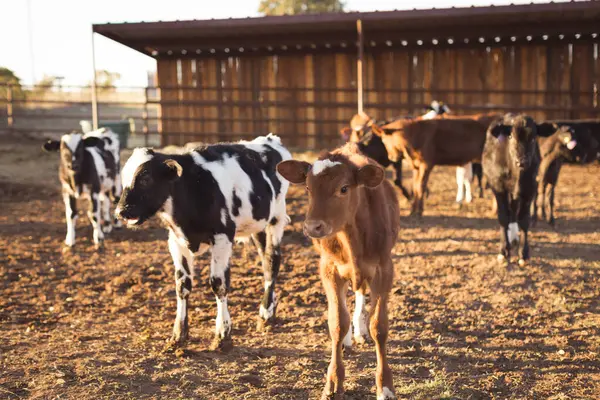 stock image Pen of cute red calf and black and white calves