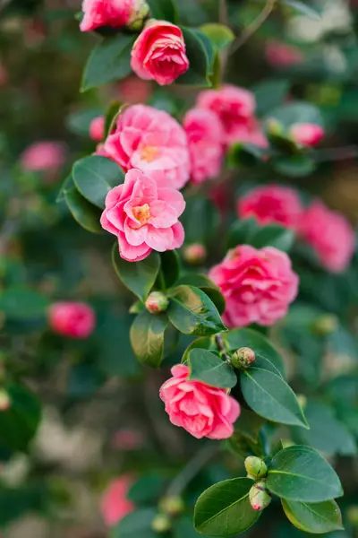 stock image Vibrant pink camellias flourishing in springtime