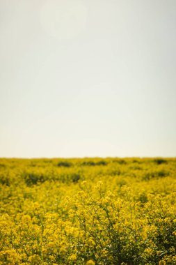 Açık bir günde güzel sarı çiçekli bir tarla. Hardal çiçekleri