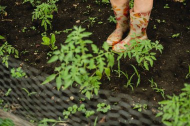 Yağmurluk giyen ve domates bahçesinde duran bir kadın.