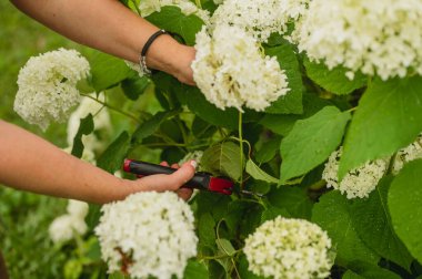 Arka bahçede makasla buket yapmak için ortanca çiçeği kesen bir kadın.