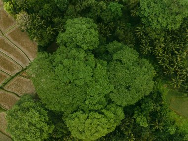 Endonezya, Ubud 'daki yemyeşil orman ve pirinç köftelerinin insansız hava aracı görüntüsü